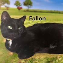 Thumbnail photo of Fallon #2