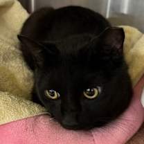 Thumbnail photo of Luna #1