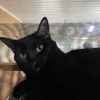 Thumbnail photo of Piper #1