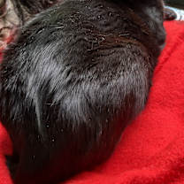 Thumbnail photo of Mumby #2