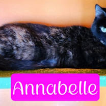 Thumbnail photo of Annabelle #2