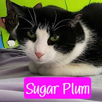 Thumbnail photo of Sugar Plum #1