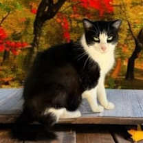 Thumbnail photo of Sugar Plum #2