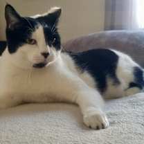 Thumbnail photo of Oreo #1