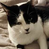 Thumbnail photo of Oreo #2