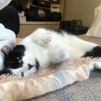 Thumbnail photo of Oreo #3
