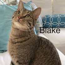 Thumbnail photo of Blake #1