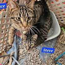 Thumbnail photo of Bruce Banner - NC #2