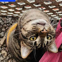 Thumbnail photo of Bruce Banner - NC #3