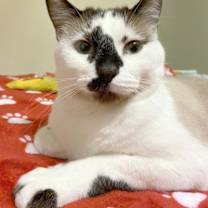 Thumbnail photo of Hobbes #1