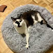 Thumbnail photo of Hobbes #2