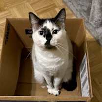 Thumbnail photo of Hobbes #3