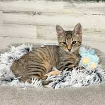 Thumbnail photo of Dory #1