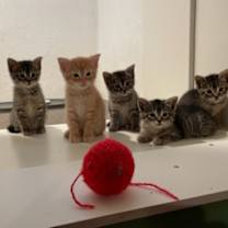 Thumbnail photo of Shay (LE) #4