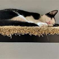 Thumbnail photo of Nandor the Relentless (bonded to Colin Robinson) #4