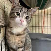 Thumbnail photo of Candy #2