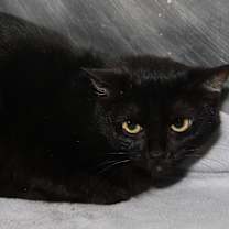 Thumbnail photo of Morticia (Spayed) Pics 6/6/23 #1