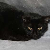 Thumbnail photo of Morticia (Spayed) Pics 6/6/23 #2