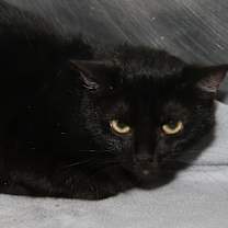 Thumbnail photo of Morticia (Spayed) Pics 6/6/23 #3