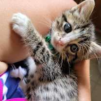 Thumbnail photo of Presley #3