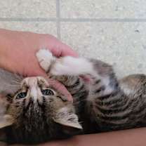 Thumbnail photo of Presley #4