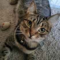 Thumbnail photo of ROBBIE #1