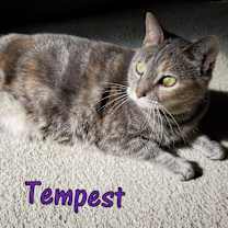 Thumbnail photo of Tempest #1