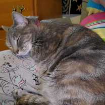 Thumbnail photo of Tempest #2