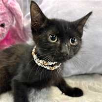 Thumbnail photo of Julio BLK #1