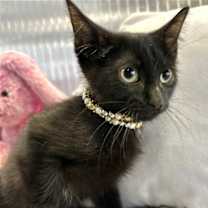 Thumbnail photo of Julio BLK #2