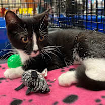 Thumbnail photo of Mia #2