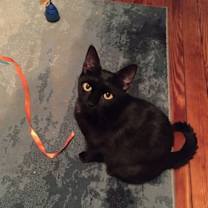 Thumbnail photo of Lasagna Willow Grove area (FCID# 05/16/23 - 135) #1