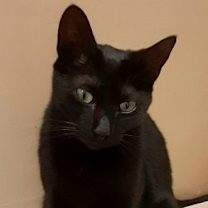 Thumbnail photo of RIPLEY #1