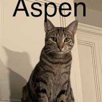 Thumbnail photo of Aspen #1