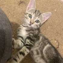 Thumbnail photo of Aspen #2