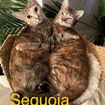 Thumbnail photo of Oakley #1