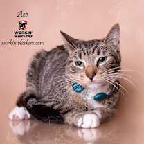 Thumbnail photo of ACE #1