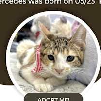 Thumbnail photo of Mercedes #1