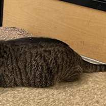 Thumbnail photo of CASSIE #4