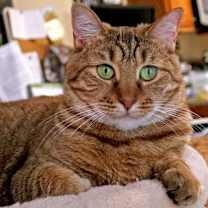 Thumbnail photo of Sapphire #4