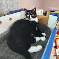 Thumbnail photo of Steggie #4