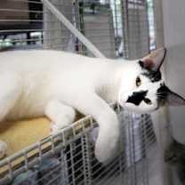 Thumbnail photo of Ninive #2