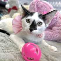 Thumbnail photo of Ninive #3