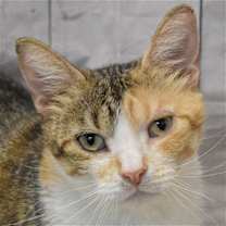 Thumbnail photo of Jamie Lee Calico #1