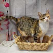 Thumbnail photo of Jamie Lee Calico #2