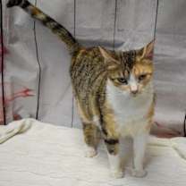 Thumbnail photo of Jamie Lee Calico #3