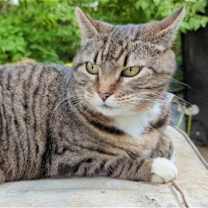 Thumbnail photo of GIGI 2  (COURTESY POST) #1