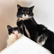 Thumbnail photo of Dill #3