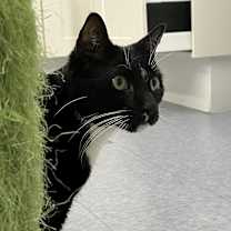 Thumbnail photo of Charlie #4