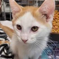 Thumbnail photo of Jericho #1